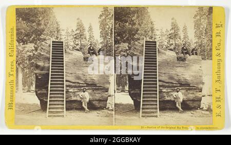 Section of the Original Big Tree, 92 ft. in circumference, 1870/71. [Men and women posing on giant tree trunk]. Albumen print, stereocard, no. 10 from the series &quot;Mammoth Trees, California&quot;. Stock Photo