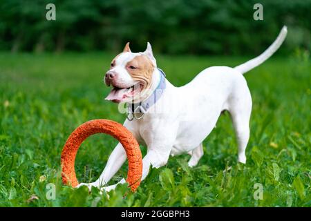 Playful american pitbull terrier puppy running with orange hoop in mouth in park on grass Stock Photo