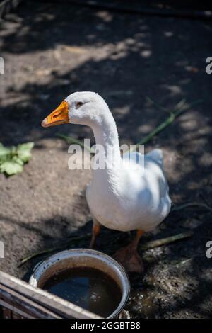 one white goose walking in the paddock Stock Photo