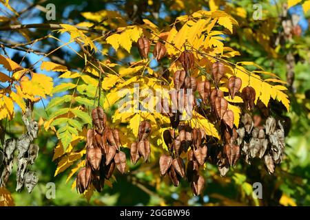 goldenrain tree, China tree, Blasenesche, Koelreuteria paniculata, csörgőfa Stock Photo
