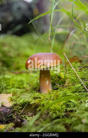 Large beautiful white mushroom boletus with beautiful texture growing in moss under tall grass in a light autumn Latvian forest Stock Photo