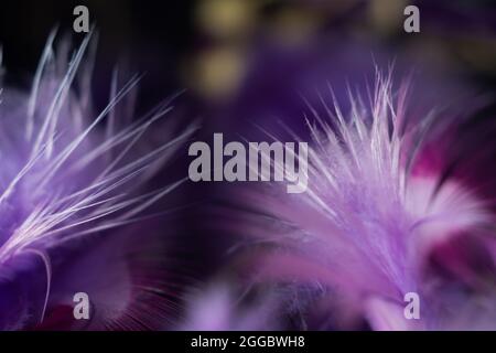 Closeup shot of textured purple feathers on a dreamcatcher Stock Photo by  wirestock