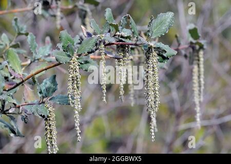 coast silk-tassel, silk tassel bush or wavyleaf silktassel, Garrya elliptica, lándzsás barkamirtusz, America Stock Photo