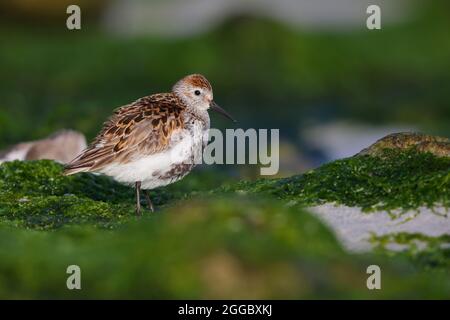 An adult Dunlin (Calidris alpina) in breeding plumage on a beach on the Outer Hebridean island of North Uist, Scotland Stock Photo