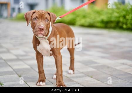 American shorthaired brown pitbull terrier on leash standing and looking at camera outdoors Stock Photo