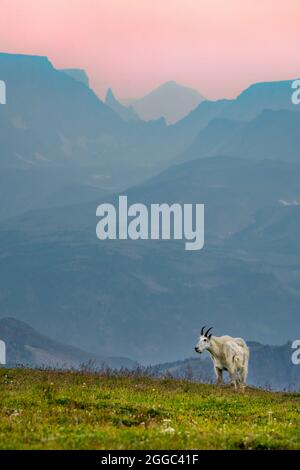Mountain Goat Stock Photo