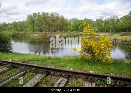 old rusted railtrack in wood in Gelderland, Holland Stock Photo