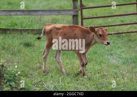 Jersey calf in a cow pasture on a farm in summer Stock Photo