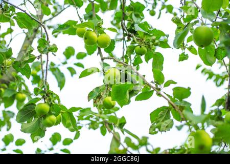 Vegetable green background from tree branches with apples. Growing and caring for the garden. Stock Photo
