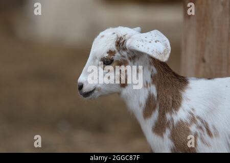 Baby brown and white goat at a petting zoo on a farm Stock Photo