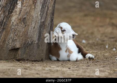 Baby brown and white goat at a petting zoo on a farm in summer Stock Photo