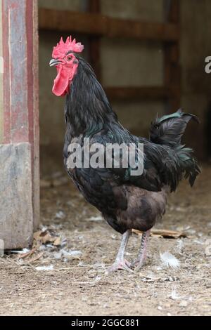 A black free range rooster foraging in a farm yard Stock Photo