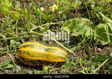 A beautiful yellow pumpkin on a plantation maturing under the bright sun. Selective focus. Stock Photo