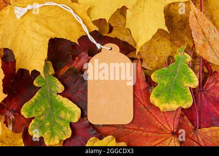 Blank label on colored fallen leaves. Autumn sale and discounts. Thanksgiving and harvest concept. Copy space. Stock Photo
