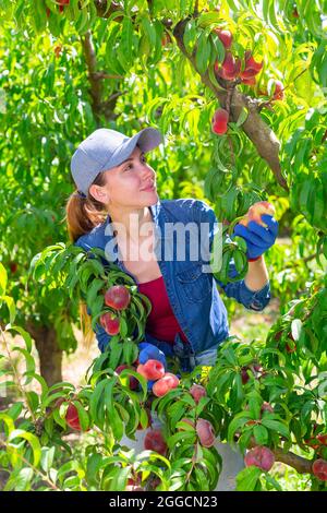 Female farmer picking peaches in fruit orchard Stock Photo