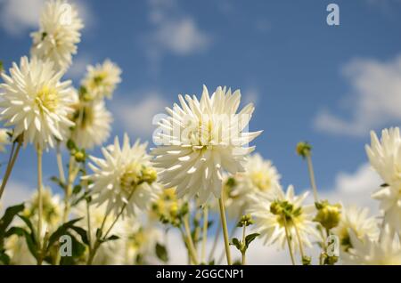 White Cactus Dahlia Flower. Stock Photo