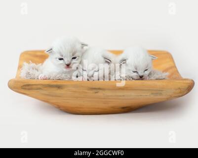 Ragdoll kittens isolated on white background Stock Photo