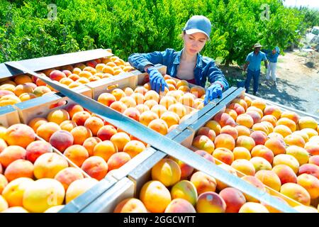 Young female farmer arranging freshly picked peaches in boxes Stock Photo