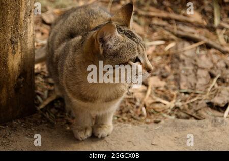 A Bhutanese short-haired cat with ticked tabby coat, near Paro Taktsang (Tiger's Nest), Paro Valley, Bhutan Stock Photo