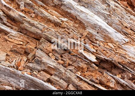 Brown Rotted Wood log for background use Stock Photo