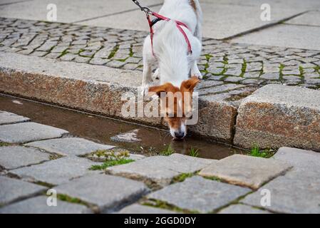 Jack Russell terrier dog drinks water from puddle. Animal thirsty Stock Photo
