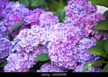 Large-leaved hydrangea flower. Lilac flowers and hydrangea leaves. Close-up. Stock Photo