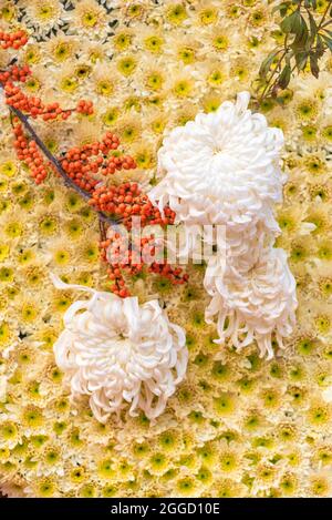 Chrysanthemum yellow flowers decoration close up view in autumn Stock Photo