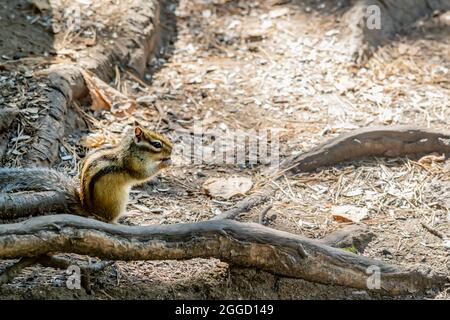 brown Siberian chipmunk with black stripes Stock Photo