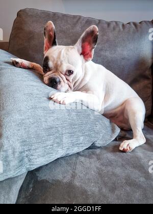 French Bulldog lying flat on the Sofa Stock Photo