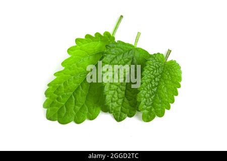 Fresh green mint leaves isolated on white background Stock Photo