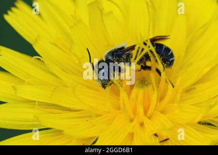 Closeup of a blu eyed male of the spined mason bee, Osmia spinulosa Stock Photo
