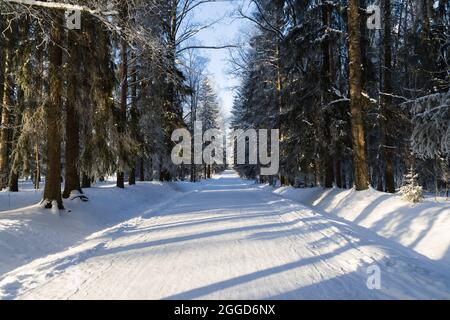 Winter spruce park with a sunlit pedestrian path between the trees Stock Photo