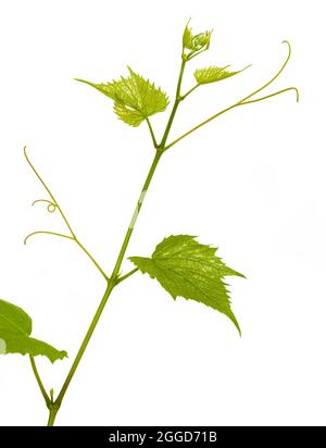 Single fresh green branch of grape grapevine on white background Stock Photo