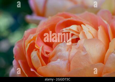 Close Up of a beautiful orange coloured Shrub Rose flower Stock Photo