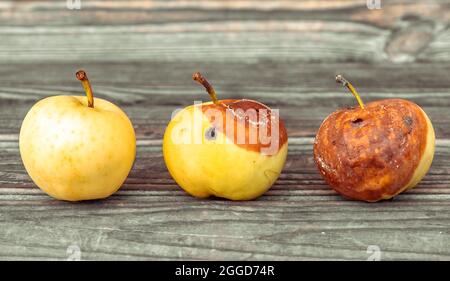 Three yellow apples ripe rotting and dead withered on wood background Stock Photo