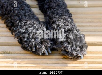 Close up of the paws of a black furred Labradoodle on some wooden decking Stock Photo