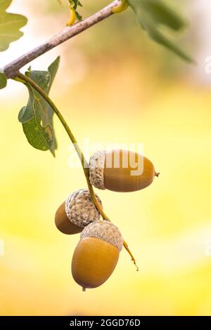 Brown acorns and branch with leaves sunny day Stock Photo