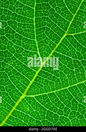 Close up of green leaves showing the vein patterns Stock Photo - Alamy