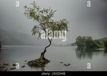 The Lonely Tree Llanberis Stock Photo