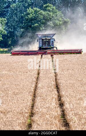 Harvesting cereal crop in Norfolk with Claas Lexion 8900 combine harvester. Stock Photo