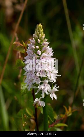 Commonest of the UK Orchid family, the Common Spotted-orchid is highly variable in appearance of the leaves and colour of the many flowered spike Stock Photo