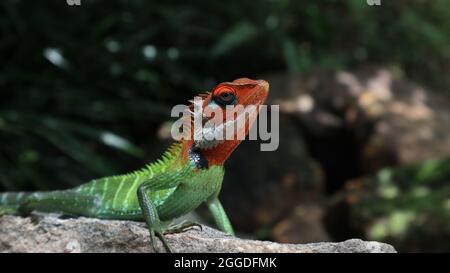 Close up of a beautiful, vibrant color oriental garden lizard's angry look while sitting on top of the rock Stock Photo