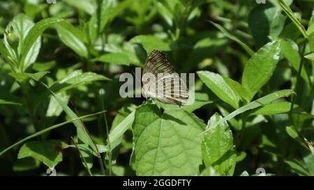 A Lemon pansy butterfly with folded wings sitting tip of a leaf grassy background Stock Photo