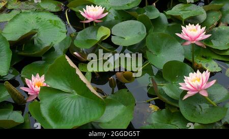 Four Pink Lotus growing in a pond in PANCHGANI, MAHARASHTRA, INDIA Stock Photo