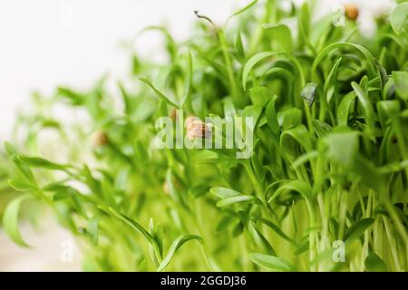Fresh micro green sprouts, closeup Stock Photo