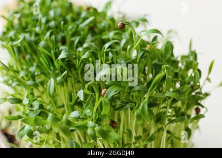 Fresh micro green sprouts, closeup Stock Photo