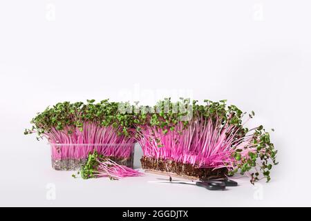 Fresh micro green and scissors on white background Stock Photo