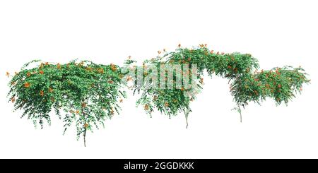 3D illustration climbing plants creepers isolated on white background Stock Photo