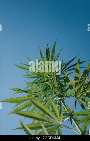 Hemp bushes, marijuana leaves on a background of blue sky. Bottom view to the skylight. Selective focus. Cannabis abstract background Stock Photo