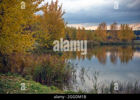 Red and orange autumn leaves background. Outdoor. Colorful backround image of fallen autumn leaves perfect for seasonal use. Space for text. Stock Photo
